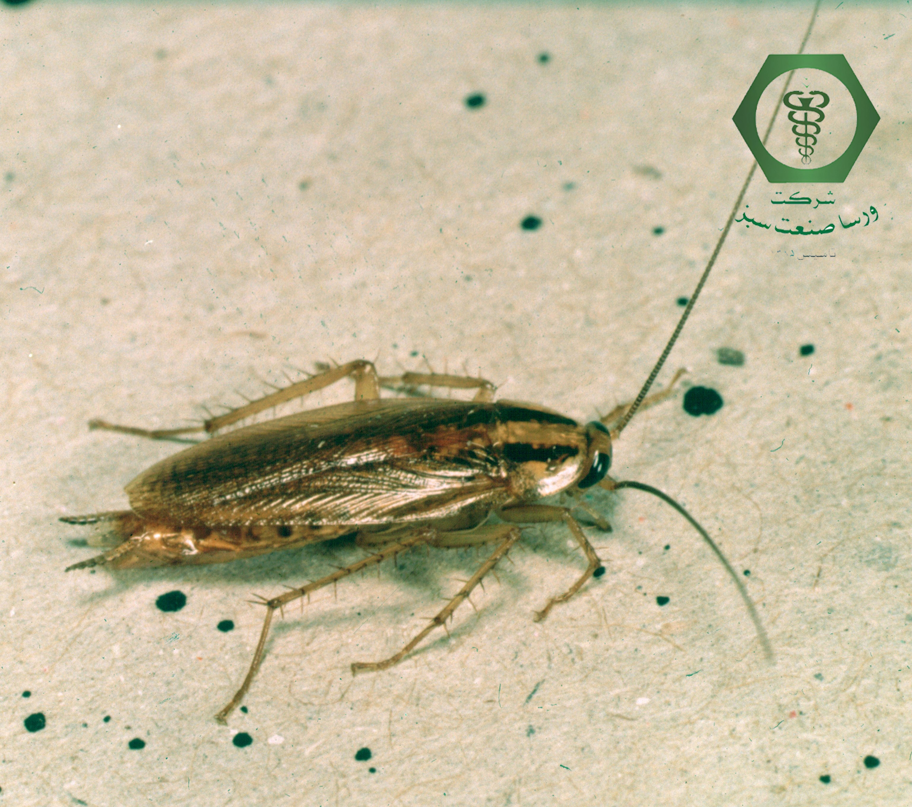 سوسک آلمانی، سوسک ریز، سوسک کابینت، سوسک آشپزخانه، سمپاشی